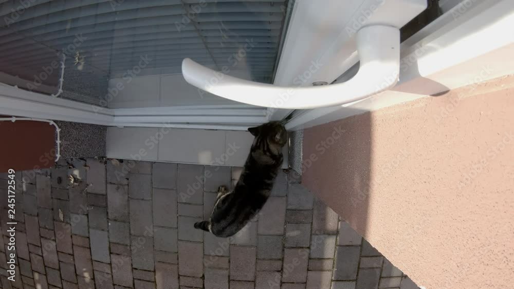Cat opens front door from door perspective 4K. Glassdoor top point of view of everything in focus, the cat freely walk inside the home.