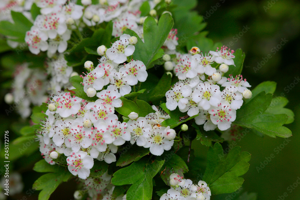 Weißdorn (Crataegus) Pflanze mit weißen Blüten Stock-Foto | Adobe Stock