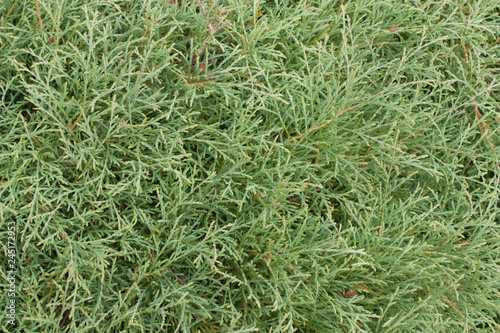 twigs of thuja, texture, background