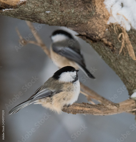 Chickadee in Winter