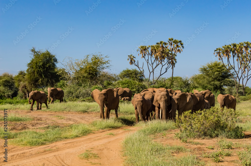 Herd elephants in the savannah