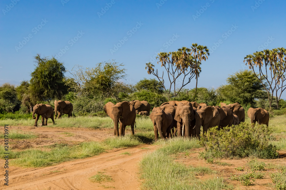 Obraz premium Herd elephants in the savannah