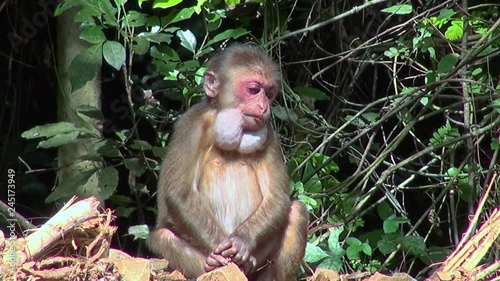 A Young Stumptail Monkey ( Macaca Arctoides ) sits quietly eating the huge amount of beans it has stored in it's crop. photo