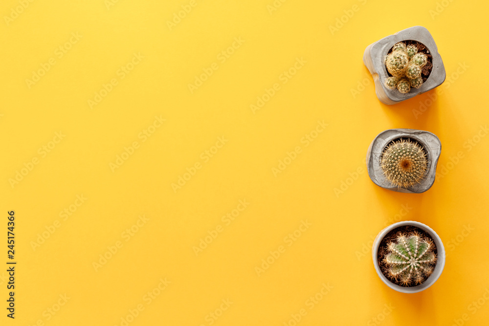 Blank yellow background with space for text. Cactuses in concrete diy pots set in a row. Top view. Real photo concept composition. Copy space Blank yellow background with space for text. Cactuses in concrete diy pots set in a row. Top view. Real photo concept composition. Copy space