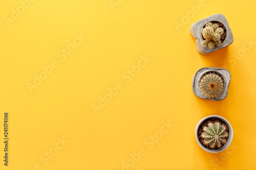 Blank yellow background with space for text. Cactuses in concrete diy pots set in a row. Top view. Real photo concept composition. Copy space