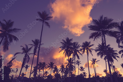 Palm tree silhouettes in sunset.