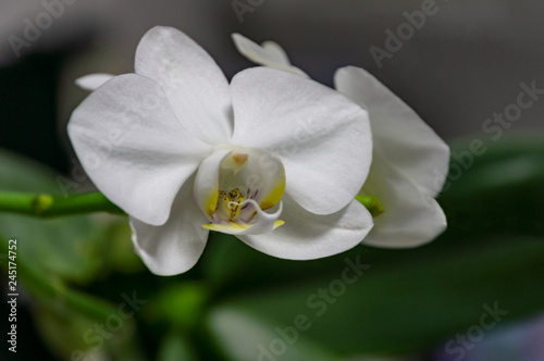 Macro of beautiful white phalaenopsis orchid flower head Phalaenopsis known as the Moth Orchid or Phal on the grey background with green leaves. Selective soft focus.