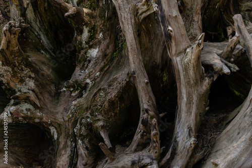 Nahaufnahme von spitzen Baumwurzeln, Sequoia Park, Kalifornien, USA