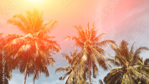 Coconut palm trees, Beautiful tropical background, Vintage filter  © sutthinon602