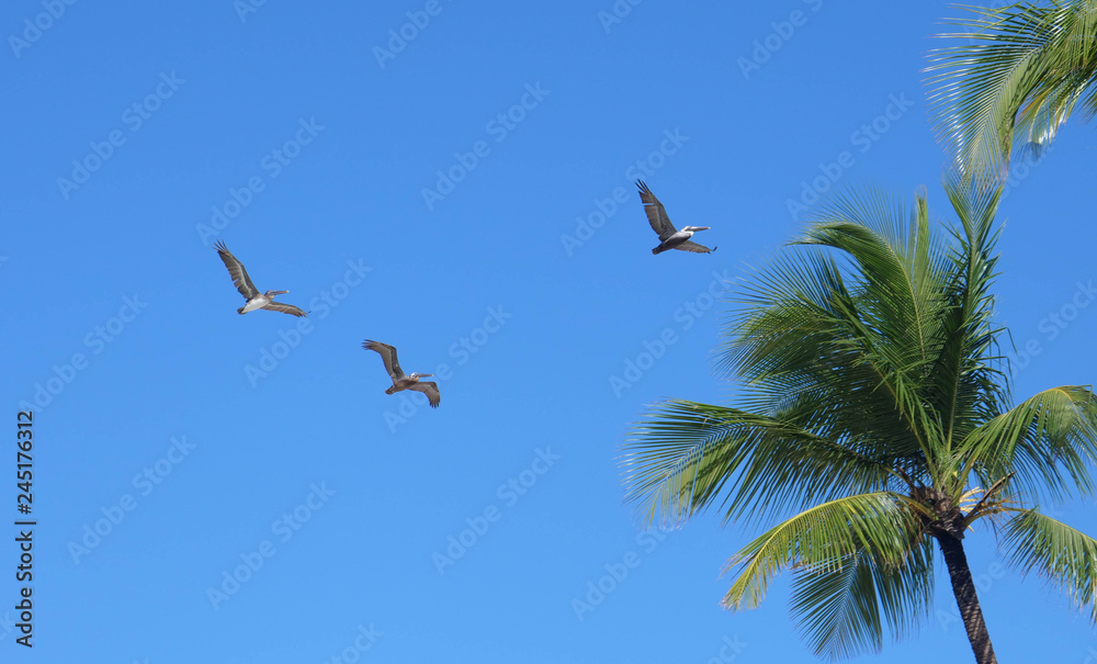 Caribbean palm trees, Bayahibe, Domincan republic Caribbean palm trees, Bayahibe, Domincan republic