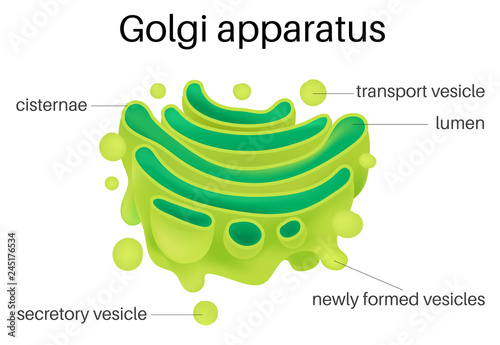 Structure of Golgi Apparatus  photo