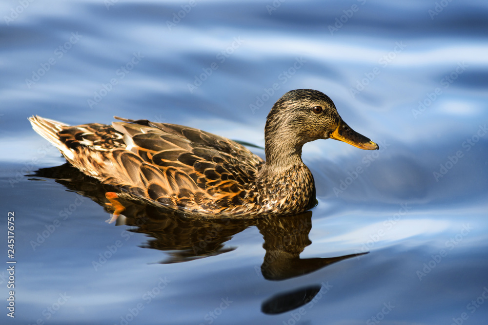Close up portrait of female duck in water Close up portrait of female duck in water