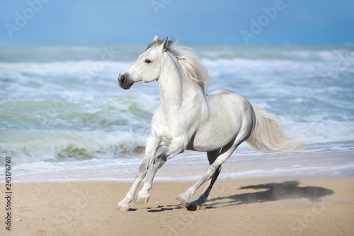 White horse run gallop along the beach
