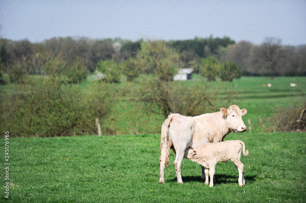 vache veau elevage lait viande vache veau elevage lait viande
