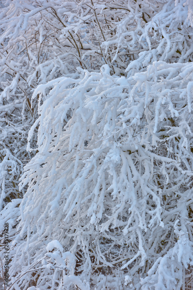 Snow covered trees Snow covered trees