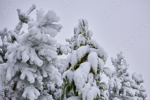 Snow covered trees © Gedeminas