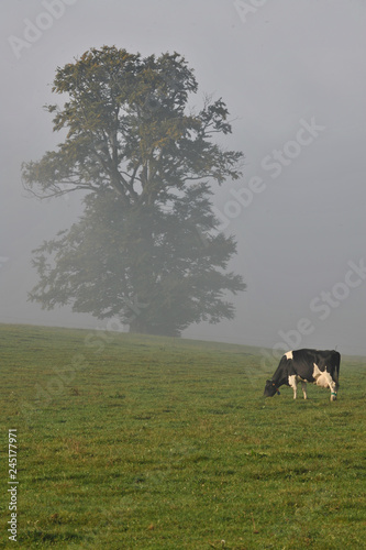 agriculture vache brouillard environnement
