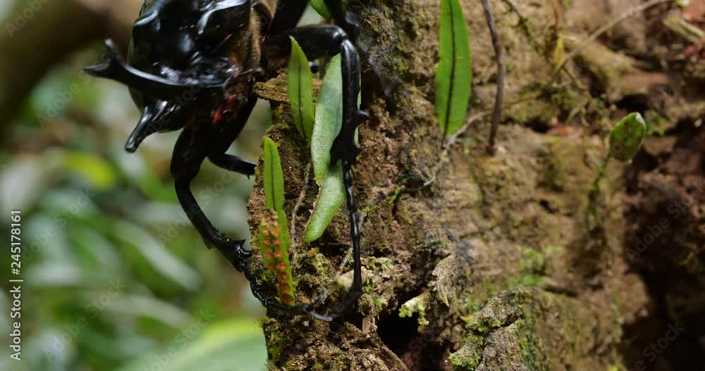 Fallen Insect Elephant Beetle (Megastoma acaeton) climbing on a fallen tree trunk in ...