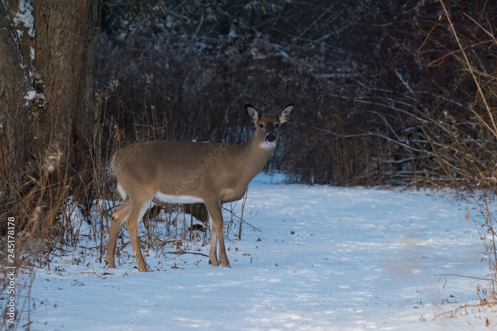 Deer in Winter Deer in Winter