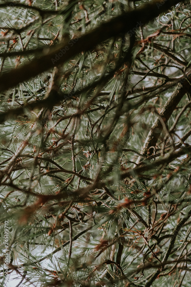 Obraz premium branches of a tree