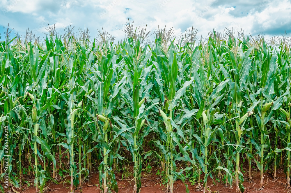 Corn plantation growing fast and healthy. Green foliage, cobs developing. Farming scene. Brazilian plantation of corn. Corn plantation growing fast and healthy. Green foliage, cobs developing. Farming scene. Brazilian plantation of corn.