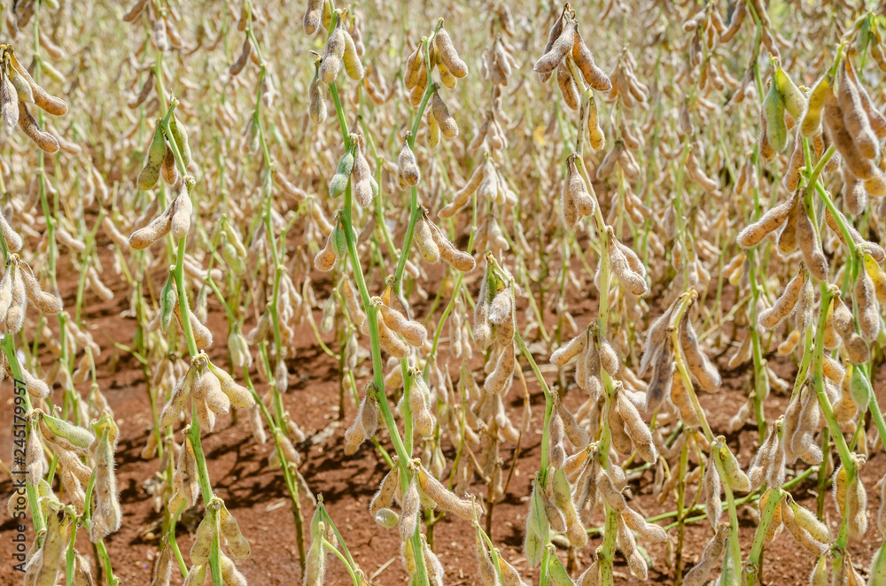Soya pods exposed, with no foliage. Soy pods growing healthy. Farming scene. Part 2-3. Soya pods exposed, with no foliage. Soy pods growing healthy. Farming scene. Part 2-3.