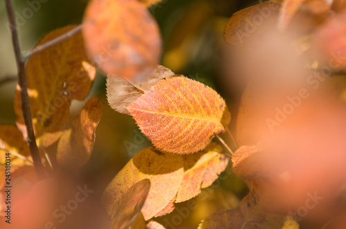 feuilles automne saison