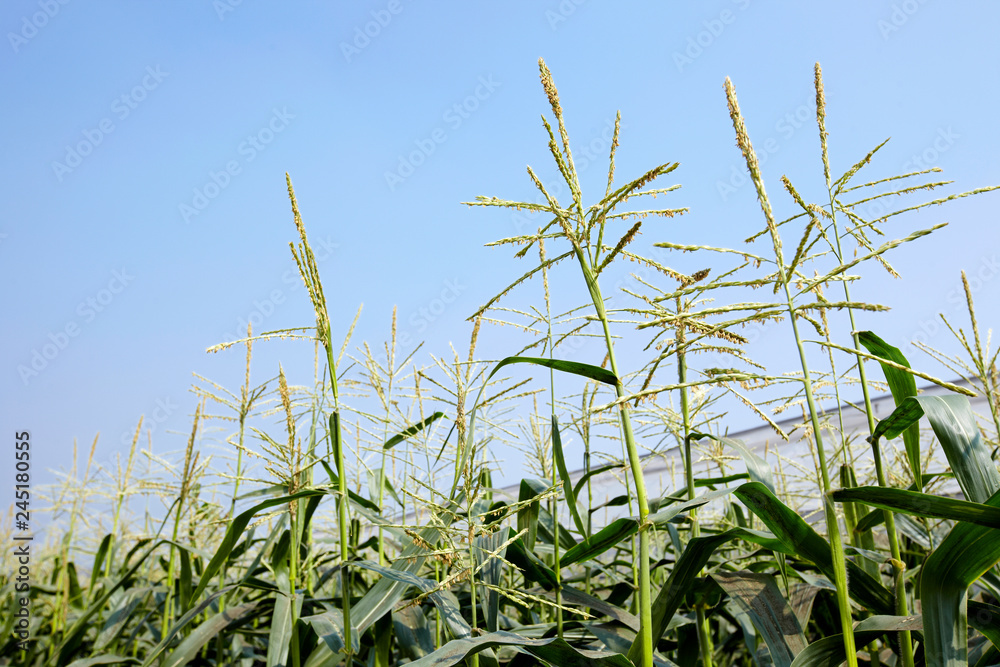 Naklejka premium Closeup cornfield