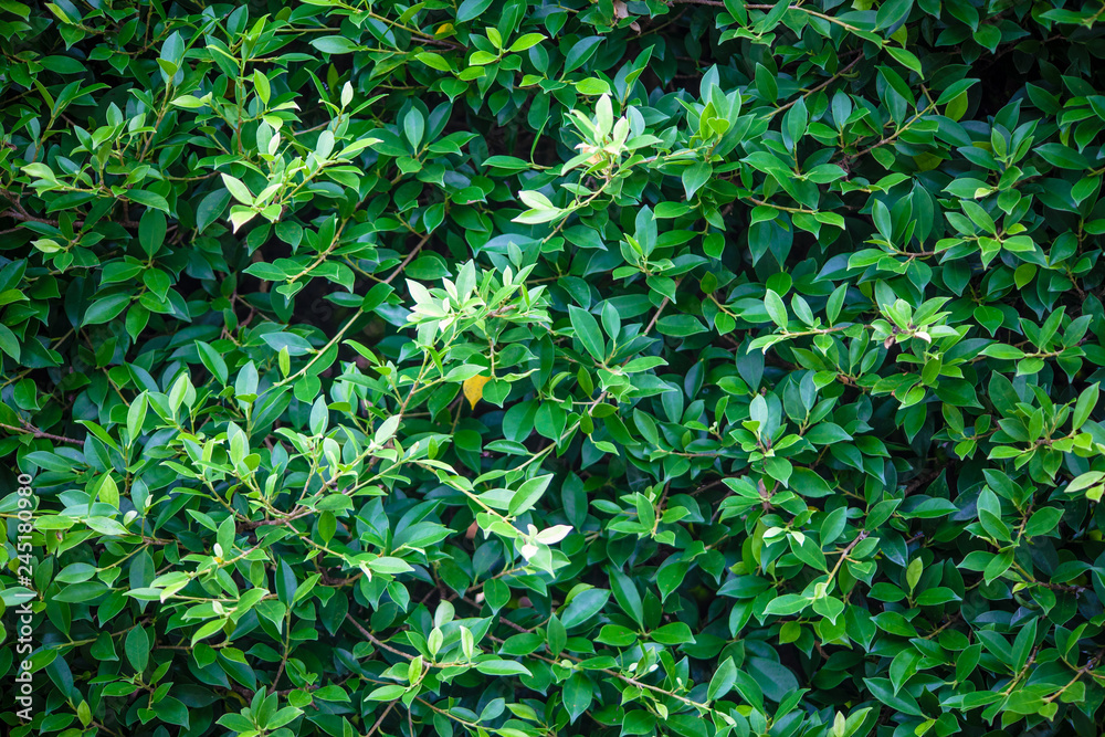 Fototapeta premium Leaves background