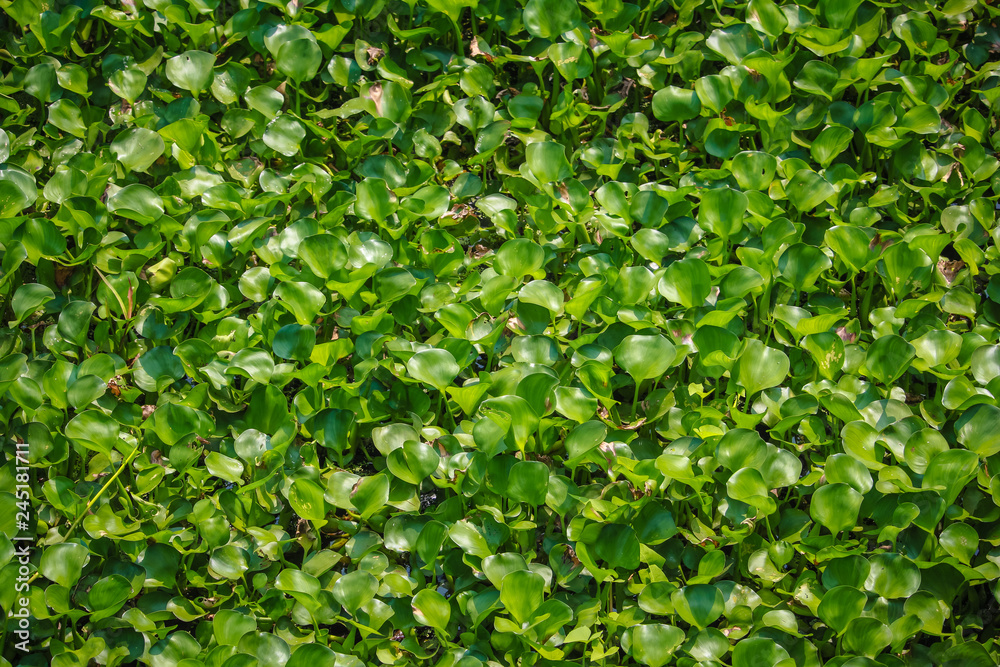 Obraz premium Eichhornia crassipes