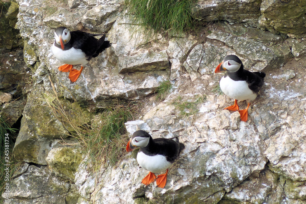 Fototapeta premium Puffin Group 2
