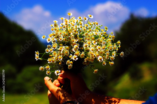 Chamomile fresh herbal plant bouquet  photo