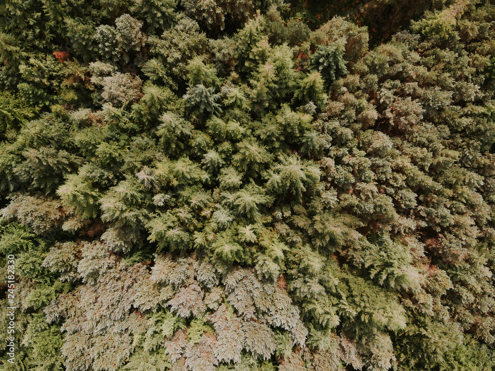Forest Forest