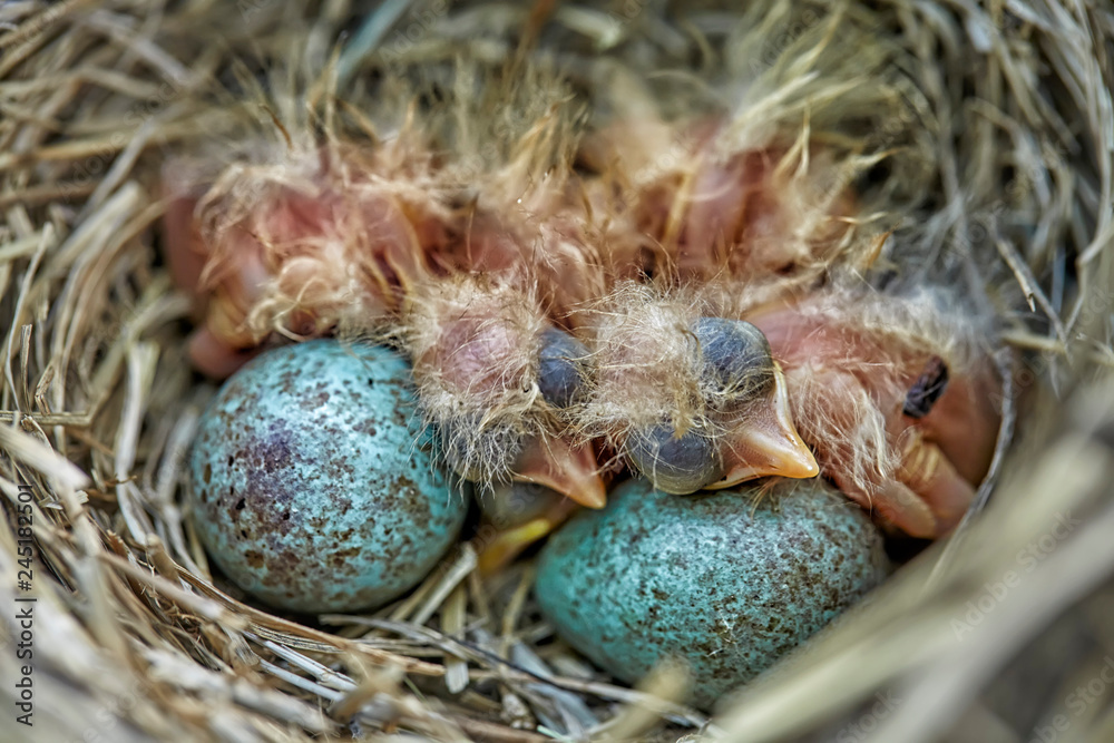 Little newborn baby bird of the Song Thrush Turdus Philomelos Little newborn baby bird of the Song Thrush Turdus Philomelos