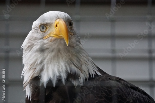 Sitka, Alaska, USA: A bald eagle (Haliaeetus leucocephalus) at the Alaska Raptor Center.