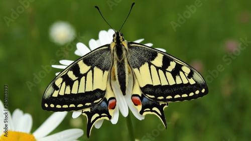 Schwalbenschwanz Schmetterling (Papilio machaon) photo
