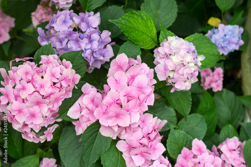 pink flowers in garden pink flowers in garden