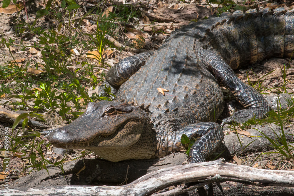 Obraz premium Alligator Side View