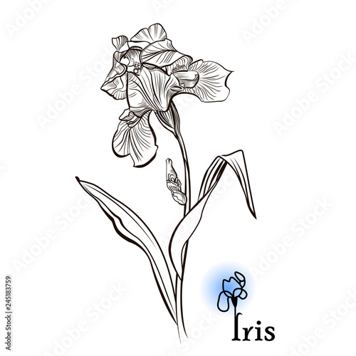 Iris flower  in the style of engraving.  Ink, pencil, black and white iris flower sketch. Vector Isolated illustration. 