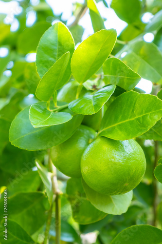 Wallpaper Mural Group of green lime hanging from branch on tree Torontodigital.ca