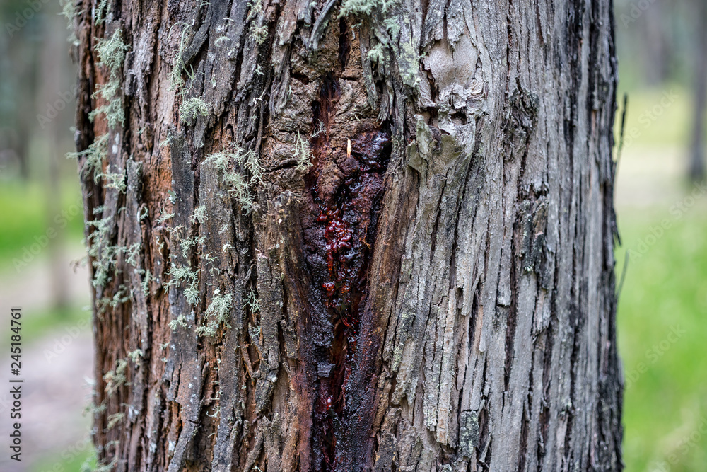 Obraz premium Drzewa eukaliptusowe