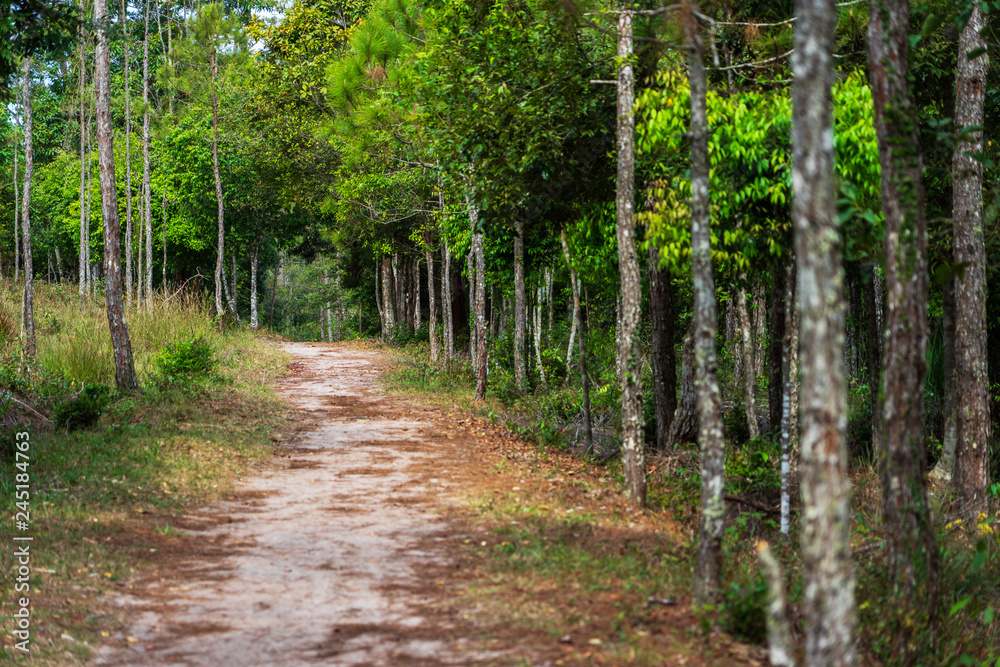 Fototapeta premium Dirt path in green forest with pine and trees