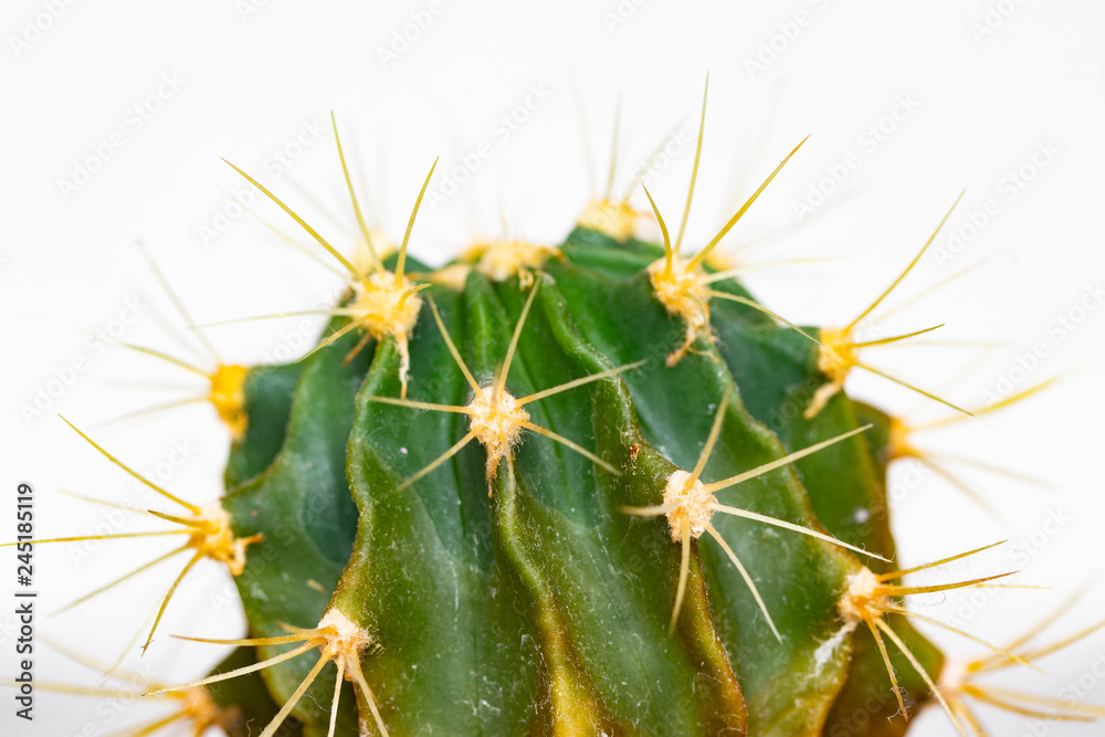 Cactus isolated. Close-up of a cactus detail with long and sharp thorns. Macro of succulent on a white background. Cactus isolated. Close-up of a cactus detail with long and sharp thorns. Macro of succulent on a white background.