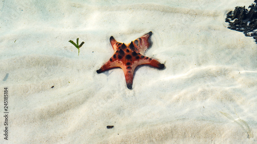 Starfishe on the Phu quoc island , beautiful red starfish in crystal clear sea, travel concept on tropical starfish beach