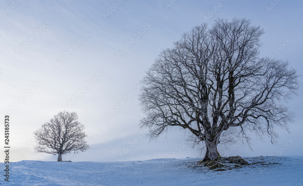 500 years old sycamore maple, mountain maple, in Winter, Allgaue Alps near Oberstaufen, Bavaria, Germany 500 years old sycamore maple, mountain maple, in Winter, Allgaue Alps near Oberstaufen, Bavaria, Germany