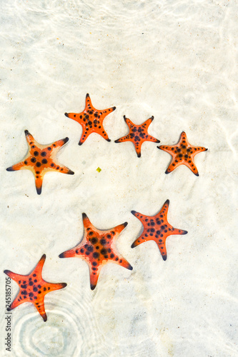  Starfishes on the Phu quoc island , beautiful red starfish in crystal clear sea, travel concept on tropical starfish beach