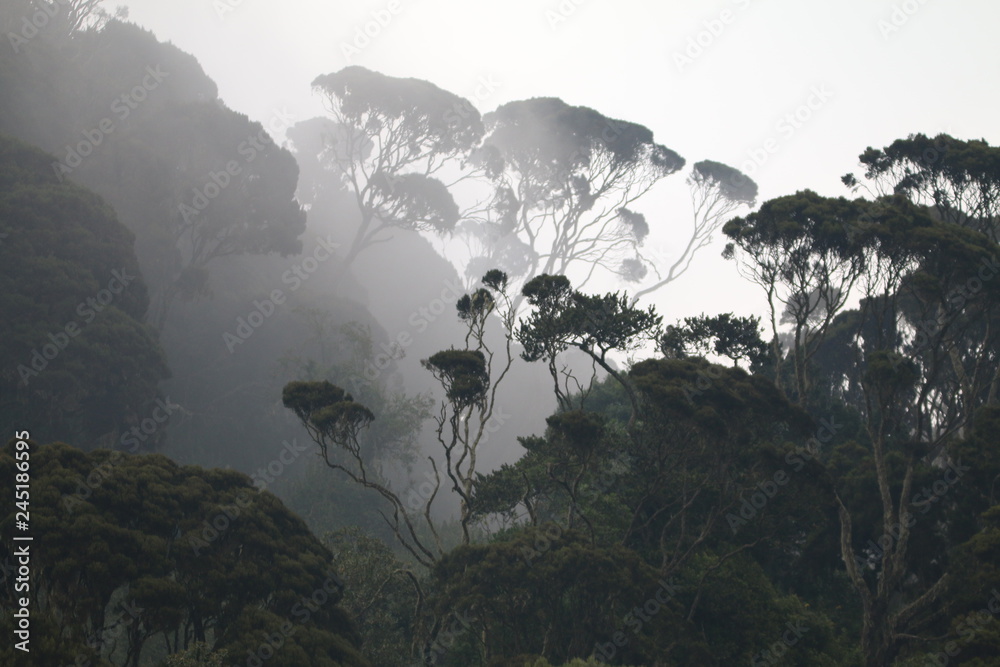 Fototapeta Duże drzewa na zboczu lasu deszczowego we mgle o poranku