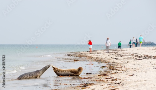 Kegelrobbe (Halichoerus grypus), schnuppert an Flosse von Seehund (Phoca vitulina vitulina) auf Sandstrand, Touristen, Helgoland, Insel 