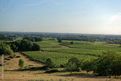 Vignes à Villars-les-Bois, Charente-Maritime, Nouvelle-Aquitaine, France