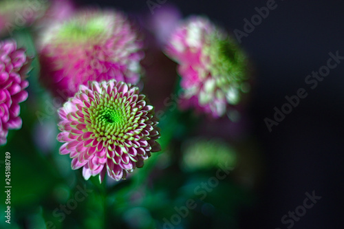 pink and green flower blossom